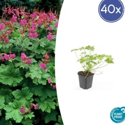 LA GREEN TOUCH - Géranium vivace 'czakor' x40 – entre 2,5 et 3,33m2