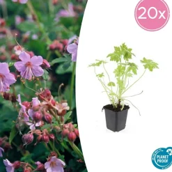LA GREEN TOUCH - Géranium vivace macrorrhizum x6 – entre 0,38 et 0,5m2