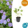 LA GREEN TOUCH - Géranium vivace 'rozanne' x60 – entre 3,75 et 5m2