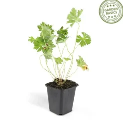 LA GREEN TOUCH - Géranium vivace 'rozanne' x60 – entre 3,75 et 5m2