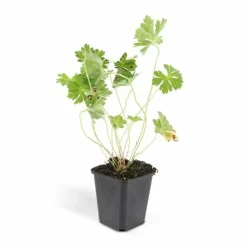 LA GREEN TOUCH - Géranium vivace 'rozanne' x60 – entre 3,75 et 5m2