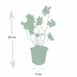 LA GREEN TOUCH - Géranium vivace 'rozanne' x60 – entre 3,75 et 5m2