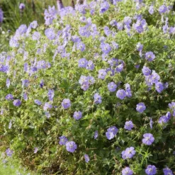 LA GREEN TOUCH - Géranium vivace 'rozanne' x60 – entre 3,75 et 5m2