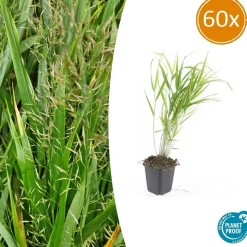 LA GREEN TOUCH - Herbe du japon x60 – entre 3,75 et 5m2