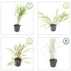 LA GREEN TOUCH - Herbe du japon x60 – entre 3,75 et 5m2