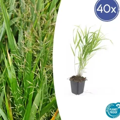 LA GREEN TOUCH - Herbe du japon x40 – entre 2,5 et 3,33m2