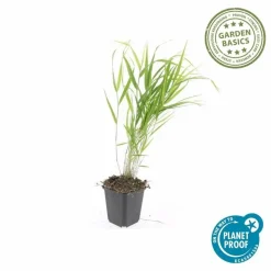 LA GREEN TOUCH - Herbe du japon x40 – entre 2,5 et 3,33m2
