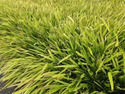 LA GREEN TOUCH - Herbe du japon x20 – entre 1,25 et 1,67m2