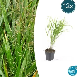 LA GREEN TOUCH - Herbe du japon x20 – entre 1,25 et 1,67m2