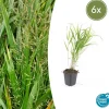 LA GREEN TOUCH - Herbe du japon x6 – entre 0,38 et 0,5m2
