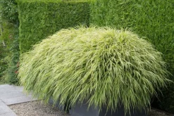 LA GREEN TOUCH - Herbe du japon x6 – entre 0,38 et 0,5m2