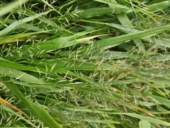 LA GREEN TOUCH - Herbe du japon x6 – entre 0,38 et 0,5m2