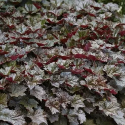LA GREEN TOUCH - Heuchère 'palace purple' x12 – entre 0,75 et 1m2