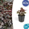LA GREEN TOUCH - Heuchère 'palace purple' x40 – entre 2,5 et 3,33m2