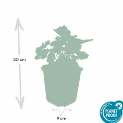 LA GREEN TOUCH - Heuchère 'palace purple' x40 – entre 2,5 et 3,33m2