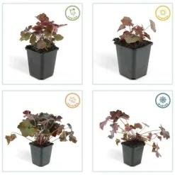 LA GREEN TOUCH - Heuchère 'palace purple' x40 – entre 2,5 et 3,33m2