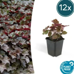 LA GREEN TOUCH - Heuchère 'palace purple' x40 – entre 2,5 et 3,33m2