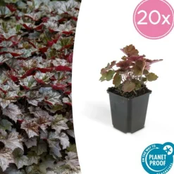 LA GREEN TOUCH - Heuchère 'palace purple' x40 – entre 2,5 et 3,33m2