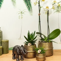 LA GREEN TOUCH - Hummingbird company - ensemble de plantes en or groove ensemble avec orchidée phalaenopsis blanche amabilis 9cm