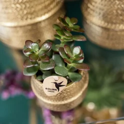 LA GREEN TOUCH - Hummingbird company - ensemble de plantes en or groove ensemble avec orchidée phalaenopsis blanche amabilis 9cm
