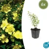 LA GREEN TOUCH - Hypericum - millepertuis hidcote x6 – entre 0,38 et 0,5m2