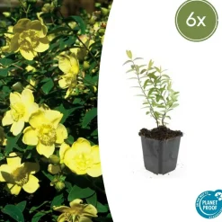 LA GREEN TOUCH - Hypericum - millepertuis hidcote x6 – entre 0,38 et 0,5m2