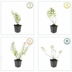 LA GREEN TOUCH - Hypericum - millepertuis hidcote x6 – entre 0,38 et 0,5m2