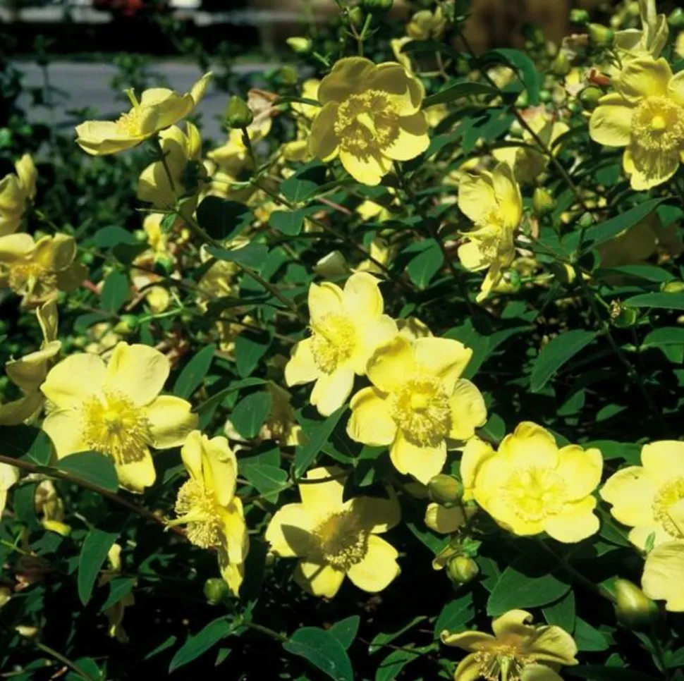 LA GREEN TOUCH - Hypericum - millepertuis hidcote x40 – entre 2,5 et 3,33m2