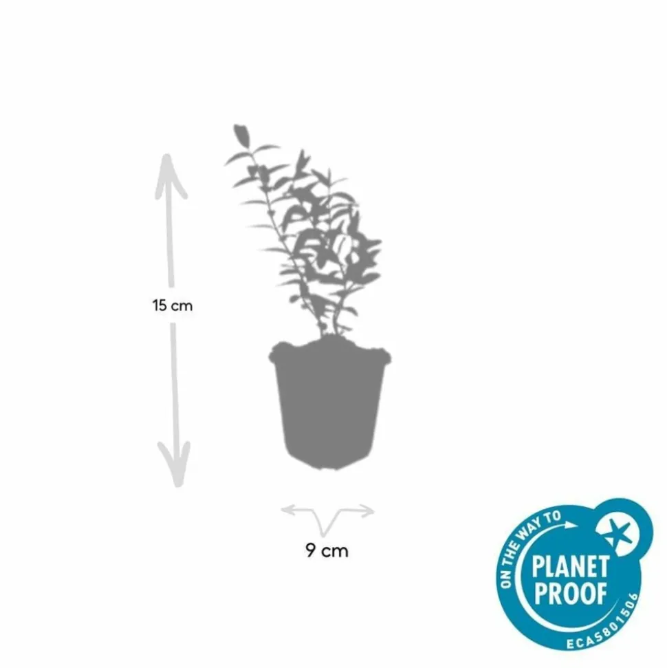 LA GREEN TOUCH - Hypericum - millepertuis hidcote x40 – entre 2,5 et 3,33m2