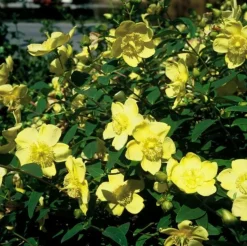 LA GREEN TOUCH - Hypericum - millepertuis hidcote x12 – entre 0,75 et 1m2