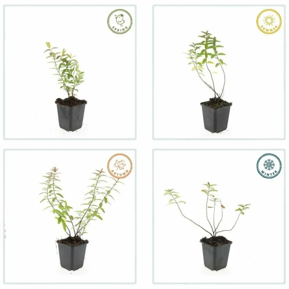 LA GREEN TOUCH - Hypericum - millepertuis hidcote x12 – entre 0,75 et 1m2