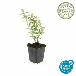 LA GREEN TOUCH - Hypericum - millepertuis hidcote x12 – entre 0,75 et 1m2