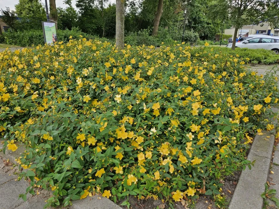 LA GREEN TOUCH - Hypericum - millepertuis hidcote x12 – entre 0,75 et 1m2