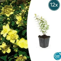 LA GREEN TOUCH - Hypericum - millepertuis hidcote x12 – entre 0,75 et 1m2