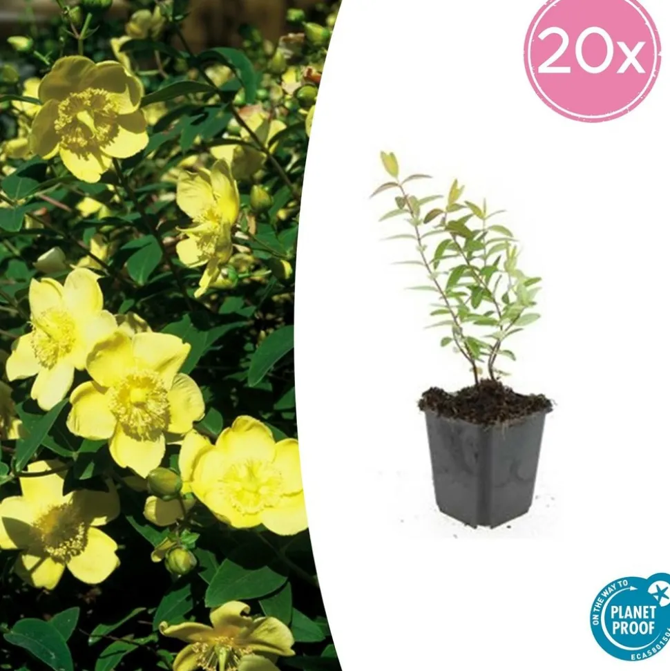 LA GREEN TOUCH - Hypericum - millepertuis hidcote x12 – entre 0,75 et 1m2