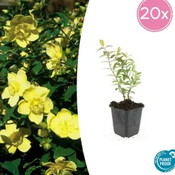 LA GREEN TOUCH - Hypericum - millepertuis hidcote x20 – entre 1,25 et 1,67m2