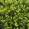 LA GREEN TOUCH - Ilex crenata 'jenny' - lot de 24 - ø7cm - ↕25 cm - plante de haie