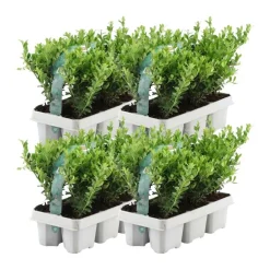 LA GREEN TOUCH - Ilex crenata 'jenny' - lot de 24 - ø7cm - ↕25 cm - plante de haie