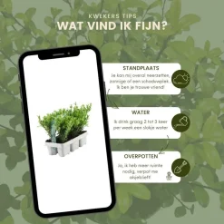 LA GREEN TOUCH - Ilex crenata 'jenny' - lot de 24 - ø7cm - ↕25 cm - plante de haie