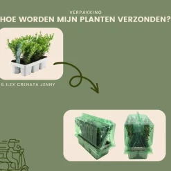 LA GREEN TOUCH - Ilex crenata 'jenny' - lot de 24 - ø7cm - ↕25 cm - plante de haie