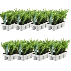 LA GREEN TOUCH - Ilex crenata 'jenny' - lot de 48 - ø7cm - ↕25 cm - plante de haie