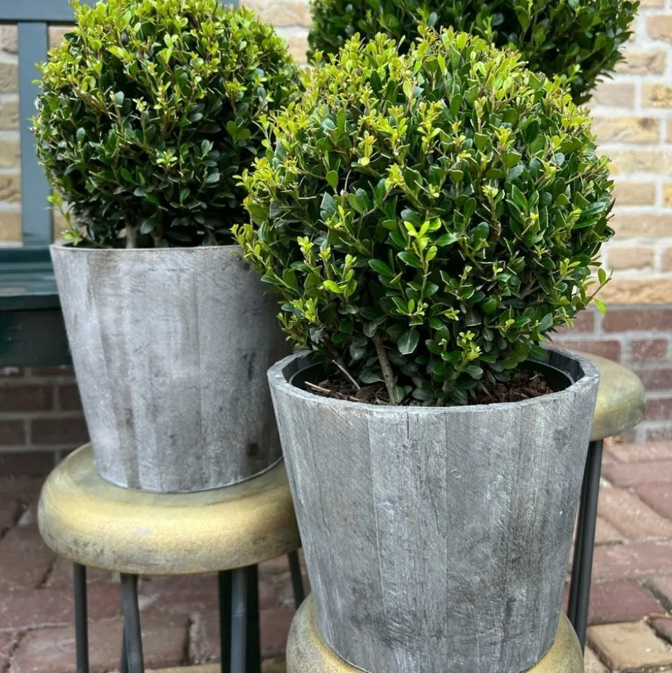 LA GREEN TOUCH - Ilex crenata 'jenny' et leur pot x 2