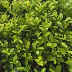 LA GREEN TOUCH - Ilex crenata 'jenny' x 12