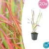LA GREEN TOUCH - Imperata herbe sanglante 'red baron' x20 – entre 1,25 et 1,67m2