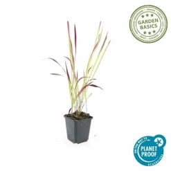 LA GREEN TOUCH - Imperata herbe sanglante 'red baron' x20 – entre 1,25 et 1,67m2