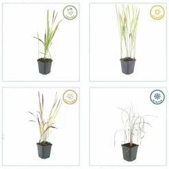 LA GREEN TOUCH - Imperata herbe sanglante 'red baron' x20 – entre 1,25 et 1,67m2
