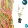LA GREEN TOUCH - Imperata herbe sanglante 'red baron' x12 – entre 0,75 et 1m2