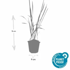 LA GREEN TOUCH - Imperata herbe sanglante 'red baron' x40 – entre 2,5 et 3,33m2