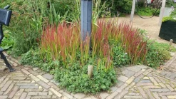 LA GREEN TOUCH - Imperata herbe sanglante 'red baron' x40 – entre 2,5 et 3,33m2