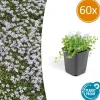 LA GREEN TOUCH - Isotoma fluviatilis x60 – entre 3,75 et 5m2